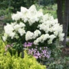 Bobo® Hydrangea Shrub 1 Bobo® Hydrangea Shrub -Geen Shop Bobo Hyrangea BB 600x600 636218c8 5c4e 46db a0a7 977f900c3514