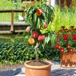 Bonanza Peach Tree
