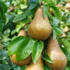Bosc Pear Tree -Geen Shop Bosc pears 600x600 BB