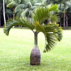 Bottle Palm Tree -Geen Shop Bottle Palm 1