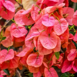 Sundown Orange Bougainvillea 14 Sundown Orange Bougainvillea -Geen Shop Bougainvillea Sundown 1 BB