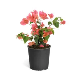 Sundown Orange Bougainvillea 18 Sundown Orange Bougainvillea -Geen Shop Bougainvillea Sundown 6qt