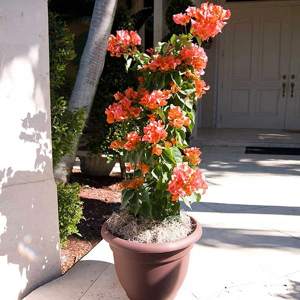 Sundown Orange Bougainvillea 3 Sundown Orange Bougainvillea