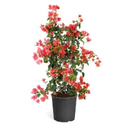 Sundown Orange Bougainvillea 17 Sundown Orange Bougainvillea -Geen Shop Bougainvillea Sundown TR
