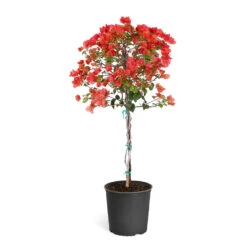 Sundown Orange Bougainvillea 16 Sundown Orange Bougainvillea -Geen Shop Bougainvillea Sundown tree
