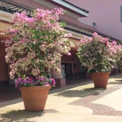 Imperial Thai Delight Bougainvillea 7 Imperial Thai Delight Bougainvillea -Geen Shop Bougainvillea Thai 2