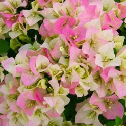 Best Seller -Geen Shop Bougainvillea Thai 6