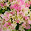 Imperial Thai Delight Bougainvillea -Geen Shop Bougainvillea Thai BB 600x600 cc15c640 0b9c 481c bc25 e8ac281cc2e8