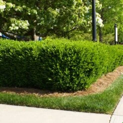 Titan Boxwood Shrub 10 Titan Boxwood Shrub -Geen Shop Boxwood Titan 5 BB