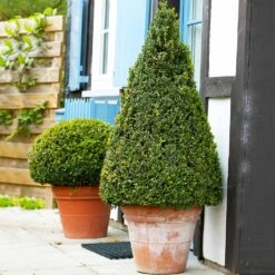 Wintergreen Boxwood Shrub -Geen Shop Boxwood Wintergreen 4