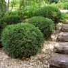 Wintergreen Boxwood Shrub 2 Wintergreen Boxwood Shrub -Geen Shop Boxwood Wintergreen BB 600x600 46275eb3 cf5a 44de 996a 7d90e9e924f4