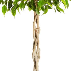 Benjamina Ficus Tree -Geen Shop Braided Benjamina ficus 4