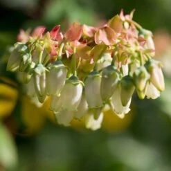 Brightwell Blueberry Bush 9 Brightwell Blueberry Bush -Geen Shop Brightwell Blueberry 3