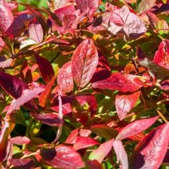 Brightwell Blueberry Bush 10 Brightwell Blueberry Bush -Geen Shop Brightwell Blueberry 6