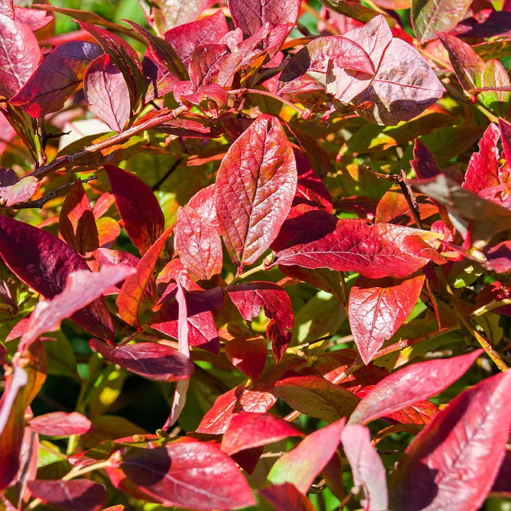Brightwell Blueberry Bush 6 Brightwell Blueberry Bush - Image 4
