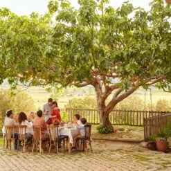 Brown Turkey Fig -Geen Shop Brown Turkey Fig 1