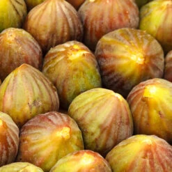 Brown Turkey Fig -Geen Shop Brown Turkey Fig 3 BB