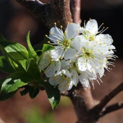 Bubblegum 'Toka' Plum Tree -Geen Shop Bubblegum Toka Plum 4