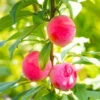 Bubblegum 'Toka' Plum Tree -Geen Shop Bubblegum Toka Plum BB 600x600 44e40161 b14c 4901 89f5 dd94f4523200
