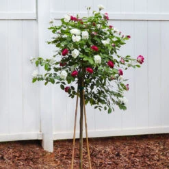 Burgundy Iceberg And Iceberg Two-fer® Rose Tree -Geen Shop Burgandy Iceburg ROse Tree 4
