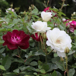 Burgundy Iceberg And Iceberg Two-fer® Rose Tree