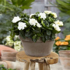 Buttons Gardenia Shrub -Geen Shop Buttons Gardenia 2 BB