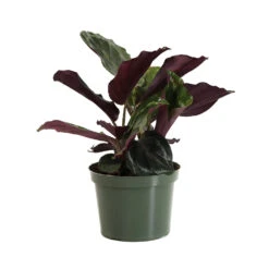 Calathea Medallion 11 Calathea Medallion -Geen Shop CAL MED