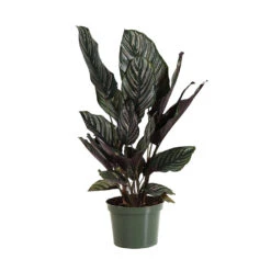 Calathea Ornata -Geen Shop CAL ORN