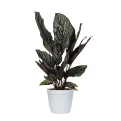 Calathea Ornata -Geen Shop CAL ORN.6 whitedelilah