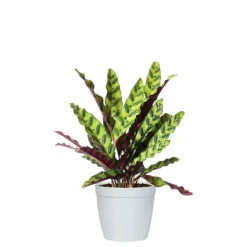 Rattlesnake Plant -Geen Shop CAL RSK.6 delilah white