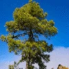 Canary Island Pine Tree -Geen Shop CANARY ISLAND PIN 350 THUMBNAIL BB