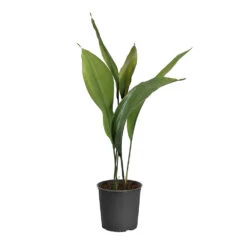 Cast Iron Plant 19 Cast Iron Plant -Geen Shop CAS PLA1 standard pot