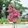 Cherokee Crape Myrtle Tree -Geen Shop CHEROKEE CRAPE MYRTLE 350 THUMBNAIL