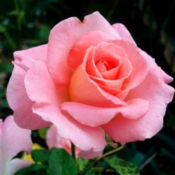 Cherish Rose Tree -Geen Shop CHerish Rose Tree 3BB