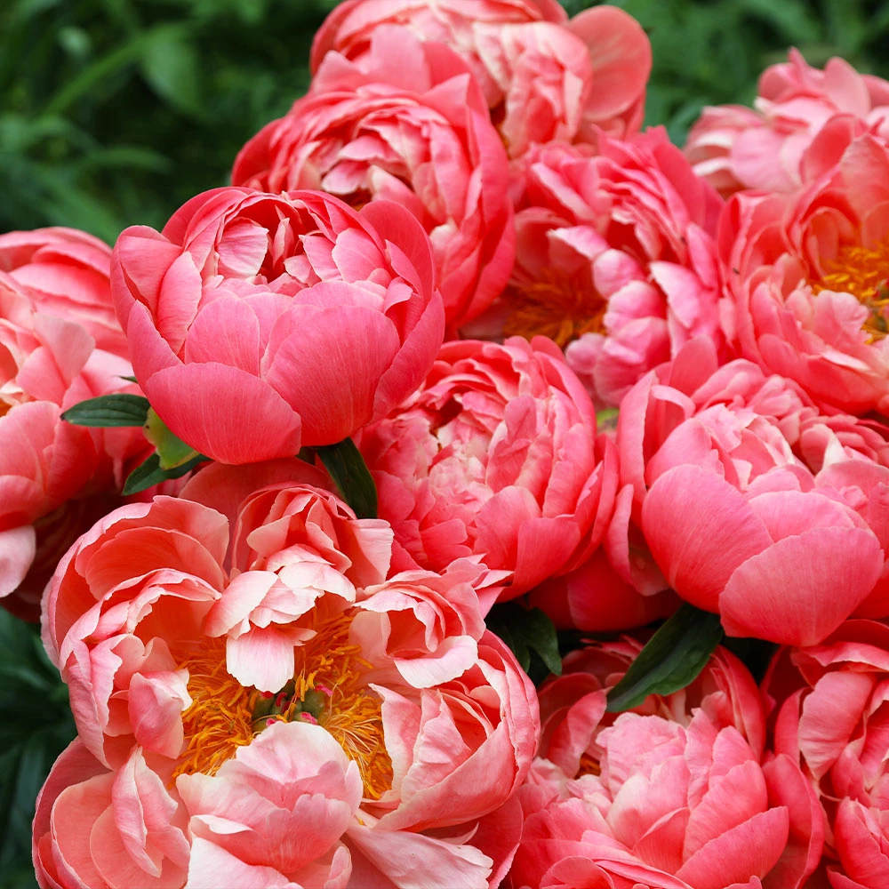 Coral Charm Peony 6 Coral Charm Peony - Image 4