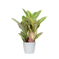 Croton Plant 20 Croton Plant -Geen Shop CRO PEN1 delilah white