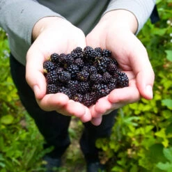 Black Raspberry Bush -Geen Shop CUmberland Black RAspberry 2 BB