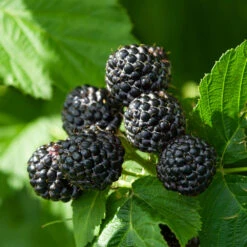 Black Raspberry Bush -Geen Shop CUmberland Black RAspberry 6 BB