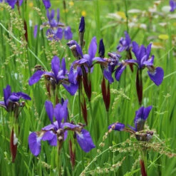 Caesar's Brother Siberian Iris -Geen Shop Caesars Brother Iris 1 BB