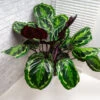 Calathea Medallion 2 Calathea Medallion -Geen Shop Calathea Medalion FGT 600x600 b8d0c7f5 1ec6 4c05 b531 f2cc3e97158f