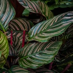 Calathea Ornata -Geen Shop Calathea Ornata 2