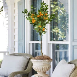 California Honey Mandarin Tree -Geen Shop California Mandarin 2 BB