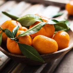 California Honey Mandarin Tree -Geen Shop California Mandarin 6 BB