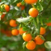 California Honey Mandarin Tree -Geen Shop California Mandarin BB 600x600 3fe4a7a7 1eba 47ba 9baf d1ac81395d54