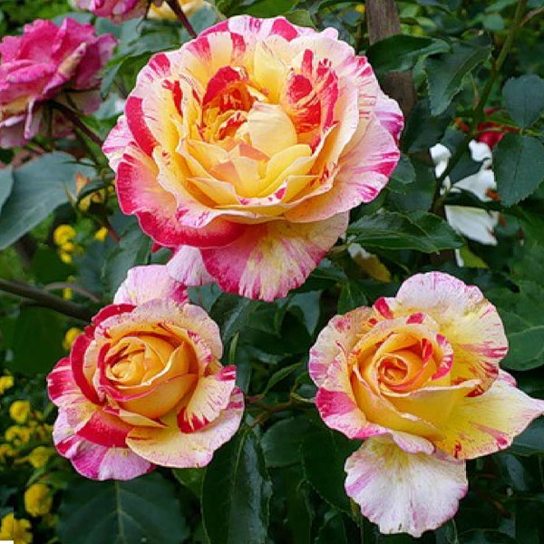 Camille Pissarro™ Rose 3 Camille Pissarro™ Rose
