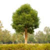 Camphor Laurel Tree -Geen Shop Camphor Laurel 800 Thumbnail