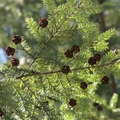 Canadian Hemlock Tree 7 Canadian Hemlock Tree -Geen Shop Canadian Hemlock 3 BB
