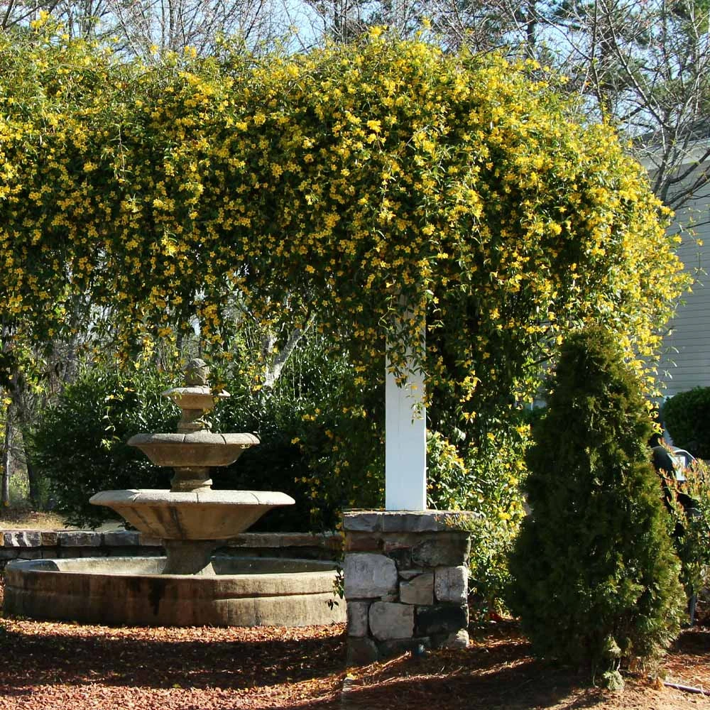 Carolina Jasmine 5 Carolina Jasmine - Image 3