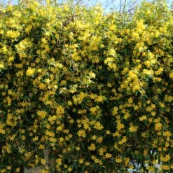 Carolina Jasmine 9 Carolina Jasmine -Geen Shop Carolina Jessamine Yellow Jasmine 5 BB