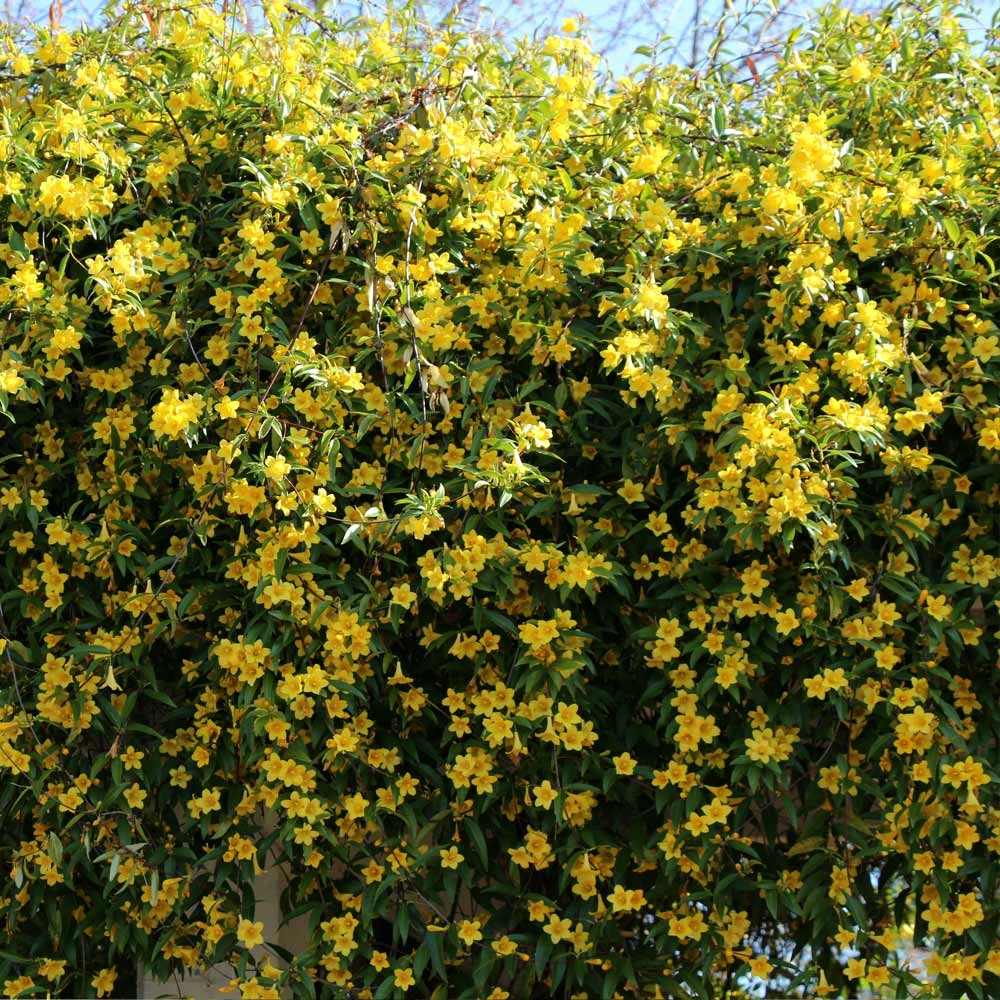 Carolina Jasmine 6 Carolina Jasmine - Image 4